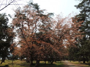 DSCN7506　葉桜